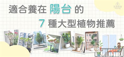 陽台適合種什麼樹|9 種「大樓陽台植物」推薦！新手也適合 